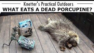 WHAT WILL EAT A DEAD PORCUPINE?