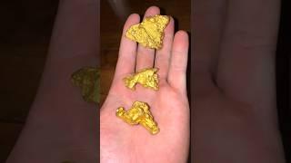 Looking for giant gold nuggets! #snake#wildlife#gold#metaldetecting#mining#shorts#yoink#California