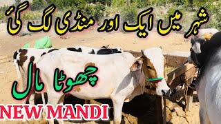 New Mandi In Karachi | Maymar Mandi | Bakra Eid Season 2024