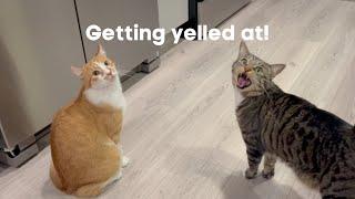 What it's like living with vocal cats!