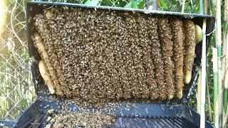 My Barbecue Pit Is Full Of Bees!