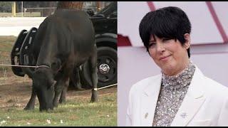 Songwriter Diane Warren saves final missing cow found in El Monte | ABC7