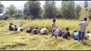 FODDER CUTTING EVENT IN JAMMU KASHMIR ,LETRI ,DESI BEEN BAJA ,DHOL POONCH #letri #desibeenbaja