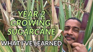 Year 2 Growing Sugarcane! What I’ve Learned!