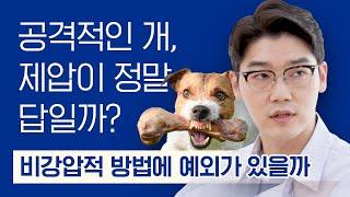 공격성이 있는 반려견에게 '제압'이 효과적일까? | 설채현 행동학 수의사