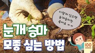 눈개승마 모종 심는 방법을 보여드립니다/이렇게 심으면 절대 안돼요!/올바른 모종심기
