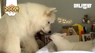 Samoyed Dog And Cat Can't Live Without Each Other