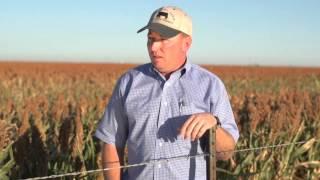 Sorghum: The Smart Choice