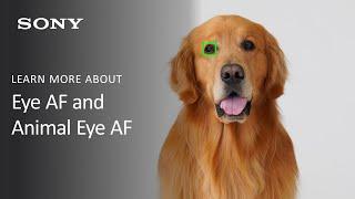 Sony Alpha Camera Feature Overview | Real-time Eye AF for Humans and Animals