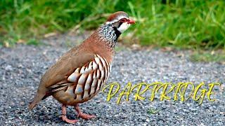 Partridge Sound | Bird Sounds