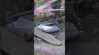 Beautiful Starling drinking water in early morning | Mountain Village | Nature Buddies #viralshorts