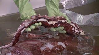 Colossal Squid Examination: Highlights