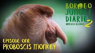 Proboscis Monkeys: Big Nosed Beauties | Borneo Jungle Diaries (S02E01) | SZtv