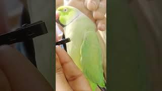 Beautiful Talking Parrot #youtubeshorts #shorts #danishahmedvlogs