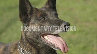 THE MOST AMAZING DUTCH SHEPHERD YOU'LL EVER SEE.