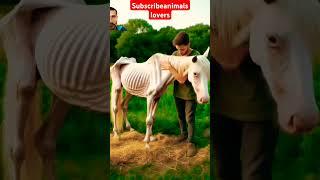 Horse video  horse and lion  trending Short Horse  #shortvideo #horse #animals #shorts #video