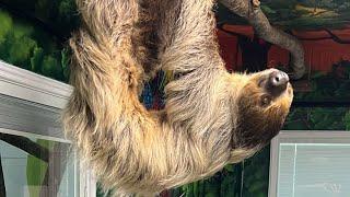 Sloth Keeper