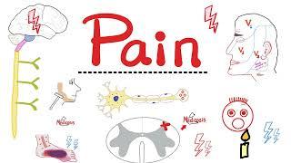Pain - Gate Theory of Pain - Sensory Nervous system - CNS - Opioids - Pain medications - Neuro