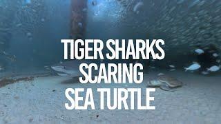 UNCUT CAMERA DROP INTO TIGER SHARKS (& A TURTLE!) @OKALOOSA ISLAND PIER PART 2- ShaneOgoeS FISHING!