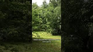 Как стать богатым #youtube #стратегия #силасознания