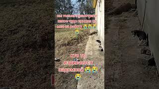 помощь бездомным животным ️