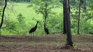 "Conversation w/ Lemu, Emu and George"