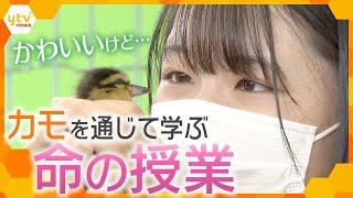 【命の授業】合鴨をヒナから育てて、その命をいただく特別な授業