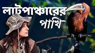 Latpanchar Birds | Latpanchar Birding Trip | Latpanchar Vlog Part 1