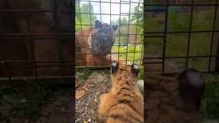 Baby Athena meets Atilla the tiger ! #tigers #lions #normandie #cat