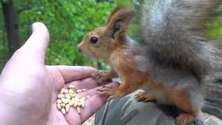 О голодных белках / About hungry squirrels