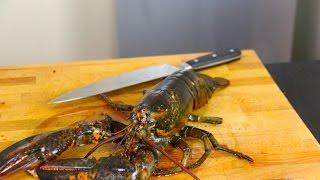 How to humanley kill a Lobster