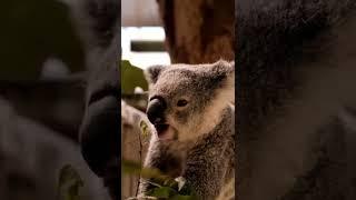 Koala Eating Leaves From a Branch #shorts