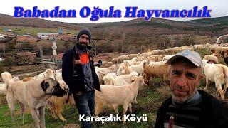 Baba Oğul Birlikte Küçükbaş Hayvancılık Yapıyor - Kurbanlık Küçükbaş Yetiştiriyorlar #hayvancılık