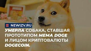 Умерла собака, ставшая прототипом мема Doge и лицом криптовалюты Dogecoin.