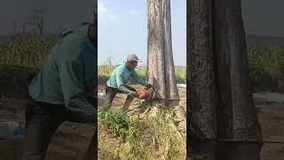 Menegangkan menebang kayu jati kering dengan cara di tarik tali, kayuny berlubang #kayu #shorts