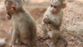 Baby monkeys with their family