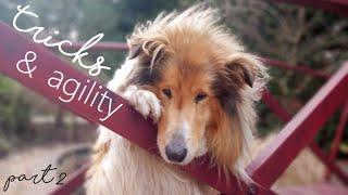 Rough collie tricks & agility - part 2