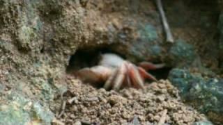 Red Crabs: Australia's Christmas Island - Technology Used