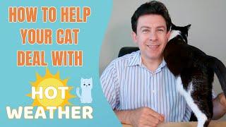 How to help your cat deal with hot weather