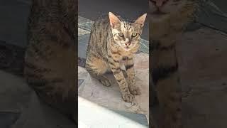 I saw my love #oldies #coversong #singer #song #vintage #yaadteriaai #cat #yaarateriyaariko