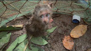 Monkey Bibo | Rescue The Poor Hungry Baby Monkey