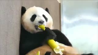 cute panda大熊猫吃竹笋 嚼起来津津有味