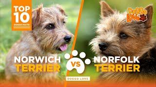 Norfolk Terrier Vs Norwich Terrier - What are the differences  - which is the best breed for you ?