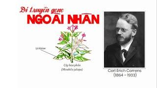 DI TRUYỀN GENE NGOÀI NHÂN | SINH HỌC 12 | BÀI 9