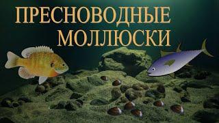 Пресноводные моллюски: жизнь на дне реки | Познавательное видео | Удивительный мир беспозвоночных