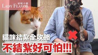 不結紮好可怕！貓咪結紮全攻略【好味貓知識】EP1