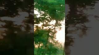 Forest scene️#viralvideo #viral#youtubeshorts#viral #shorts#trending#youtube #video#youtube#yt 