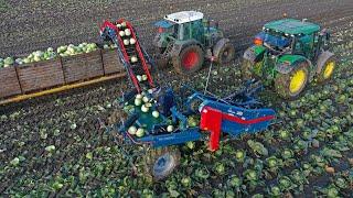 Automatic cabbage harvesting | How sauerkraut is made | Asa-Lift TK-1000E I