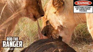 Lion Pride Eating Breakfast | Maasai Mara Safari | Zebra Plains