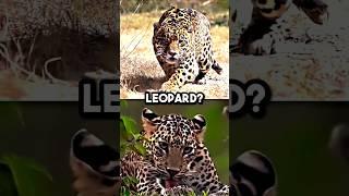 Jaguar vs. Leopard – Who's your pick in this wild ?